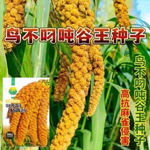 ���l�B����С�׷N�ӹȷN���Ӵ������B�����Ŵ�S������С������Z