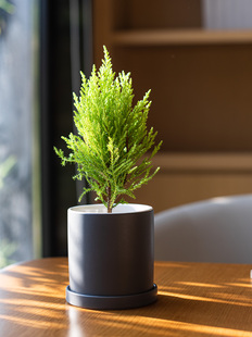 �Gֲ���Ա��W�YƷ�k����cocomofa���}�Q��Gֲ��������ɺð�С