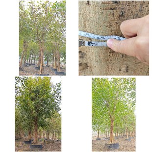 ȫ������� ��ֲ������30-50������������ɽ����ֱ�N��N���