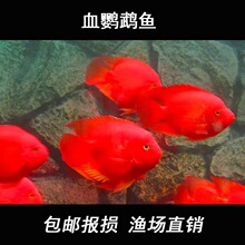 Ѫ�t�W�^�~���~�lؔ�~�Ꭷ�^�p�~��ˮ��Ԫ��Ѫ�tؔ��Ʒ�~