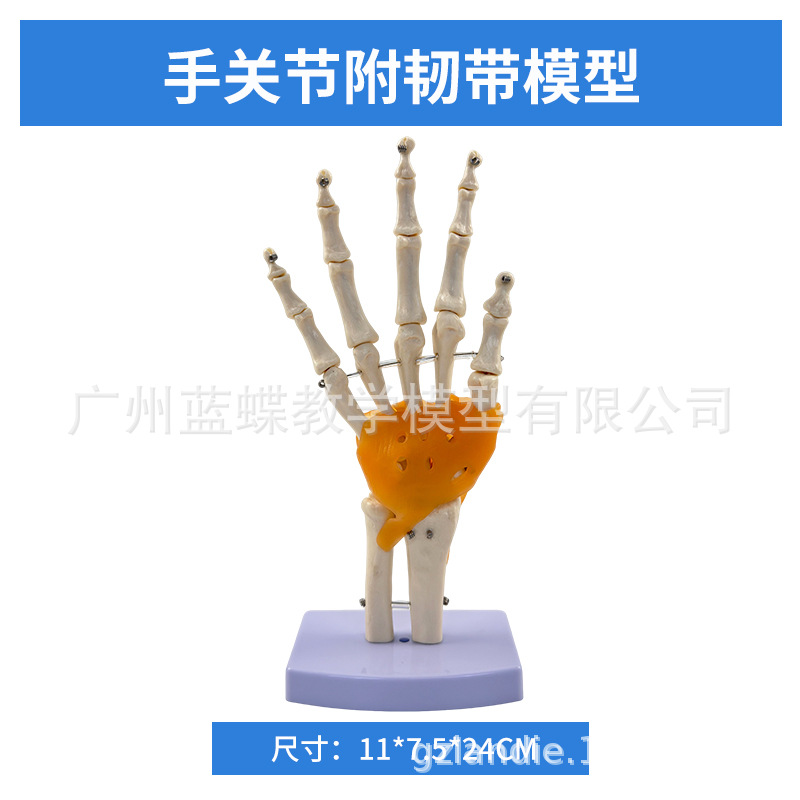 ��ѧ��������ؽڹ�����������׹Ǽ�ϥ�ؽ��ŹǿƸ��ʹ�ҽѧģ��