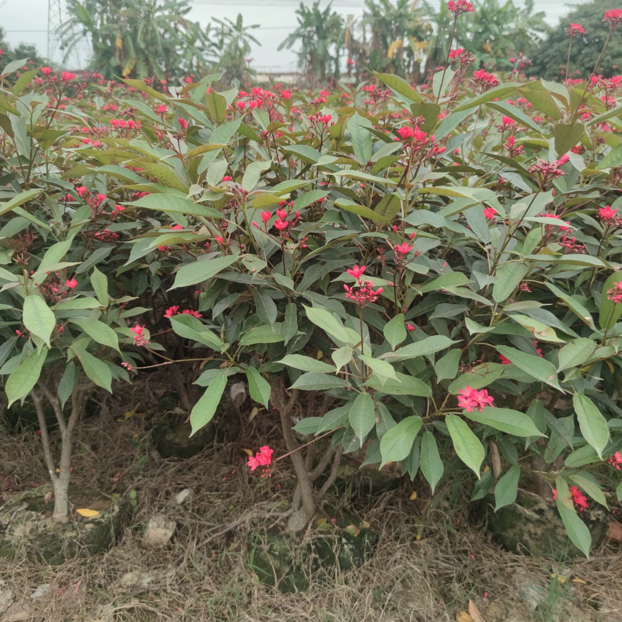 2304 база поставляет старые кучи и листья кораллов около 1 метра