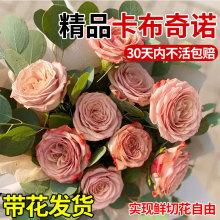 卡布奇诺玫瑰月季花盆栽老桩巧克力色大苗四季开阳台庭院花卉绿植