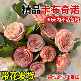 Cappuccino Rose Flower Potted Old Pile Chocolate Color Large Seedlings Blooming in All Seasons Balcony Courtyard Florals and Green Plants