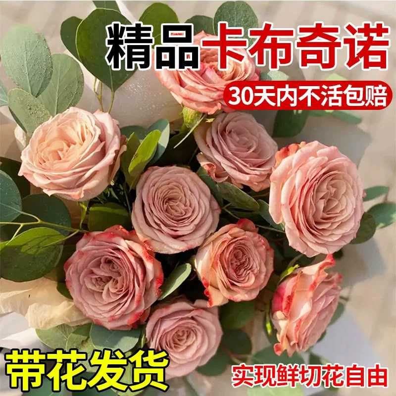 Капучино роза в горшке старый сучок шоколадного цвета крупные рассада для круглогодичного цветения на балконе или во дворе цветочная зелень.