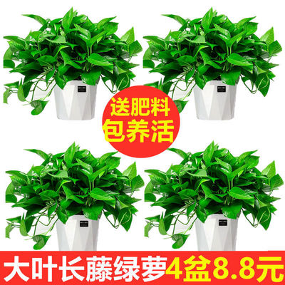 Scindapsus Potted plant indoor flowers and plants Botany In addition to formaldehyde Green plant Hydroponics Garland Big leaf Green basket