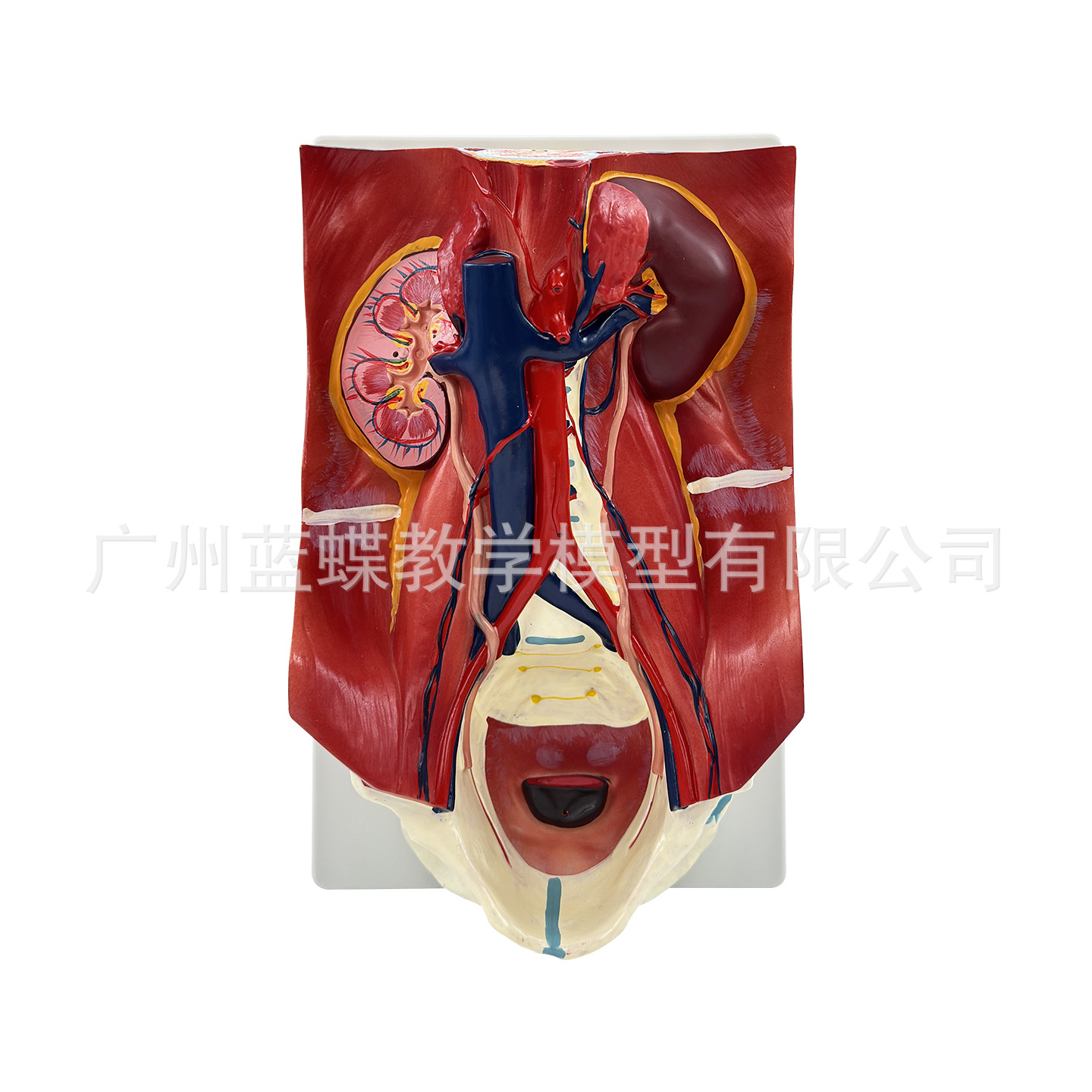 ��������ϵͳģ�͸�ǻ���������׸�ǻ����ҽѧ���ʽṹҽ�ƽ�ѧ