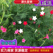 羽叶茑萝花种籽五角星花种子爬藤攀援植物庭院室内外阳台护栏花卉
