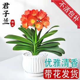 君子兰盆栽带花苞花卉植物室内国宝特级巨无霸大苗名贵四季好养活