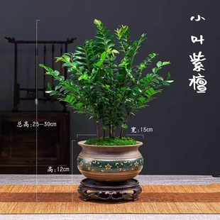 С�~��̴�辰�Gֲ���Բ��҃��k��������绨���Ϙ�ֲ���ļ����B��