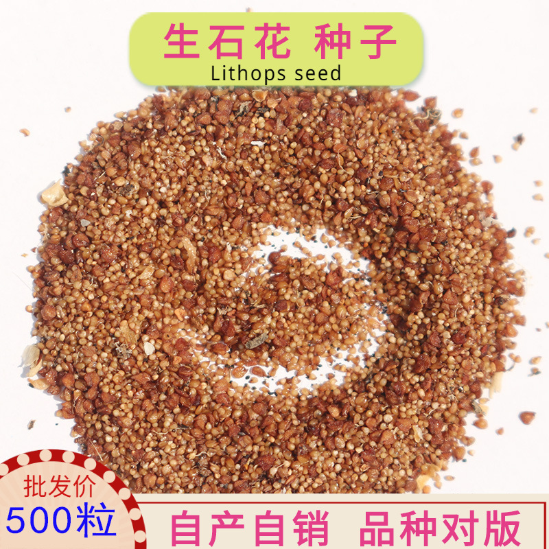 lithops批發多肉生石花仙人球沙漠植物南非番杏肉锥播种绿植盲盒