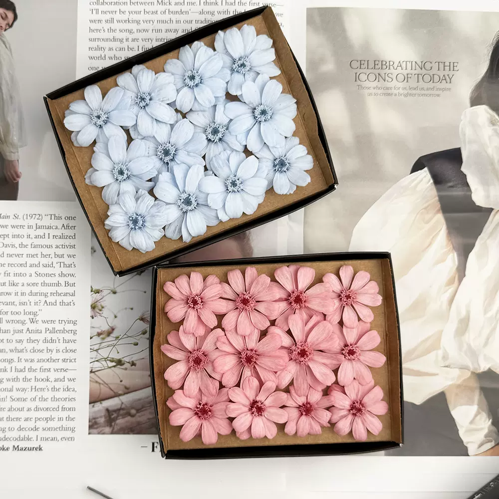 永生花百日菊真花小野菊梦幻小花12朵/盒花朵