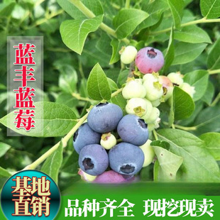 �{ݮ���籱�߅��{ݮ�����{�S�{ݮ���Ե������Ϸ������Nֲ������