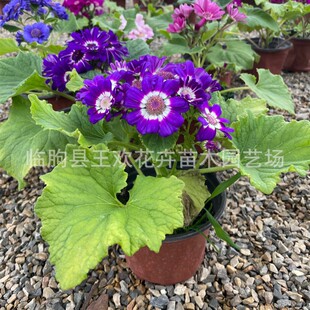 ���~�ձ��绨���������Ք[�����@�V���G�����̶����������L���F��