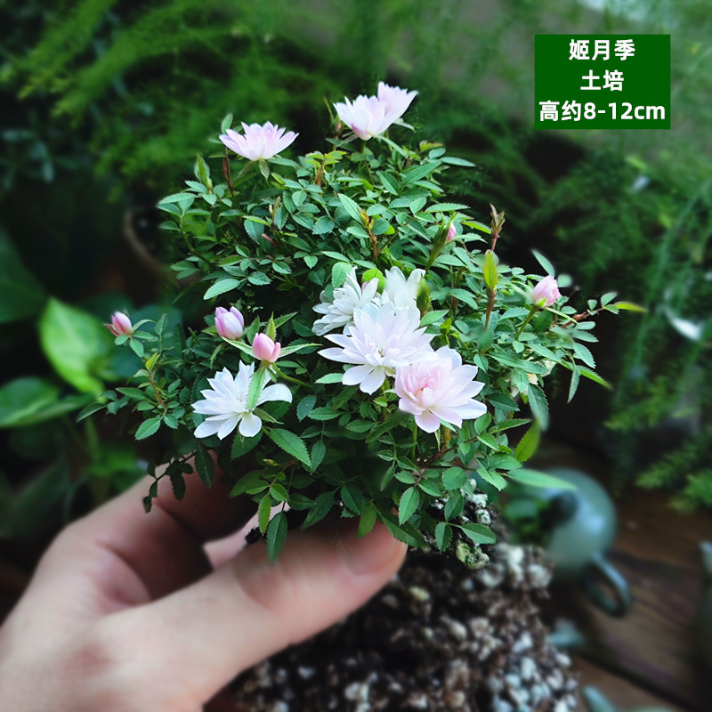 토양재배-지웨이지