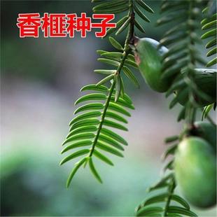 ���羳��؛����鼷N��Ұ鼡����鼡�����`����ɽ�������ľ�N��