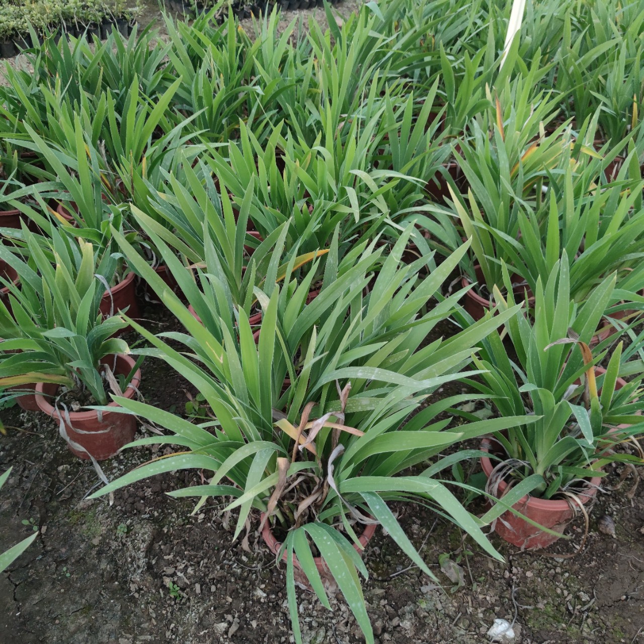 2302基地供应 射干 盆栽苗 园林绿化灌木地被 中药材植物