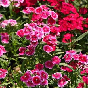 ���ʯ��Wʯ����ǻ��N���ѻ��ļ��_����ƺ������������ʯ��N��