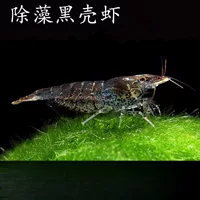 Чёрная ракушка креветка — крупная пресноводная очиститель водорослей для аквариума, аквариумная креветка