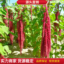 β���{�N���^�p�����˹������{�N���ļ��׷N�����L�ݏ�β���{����