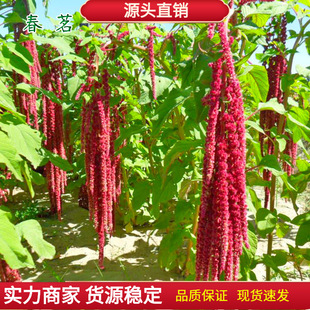 β���{�N���^�p�����˹������{�N���ļ��׷N�����L�ݏ�β���{����