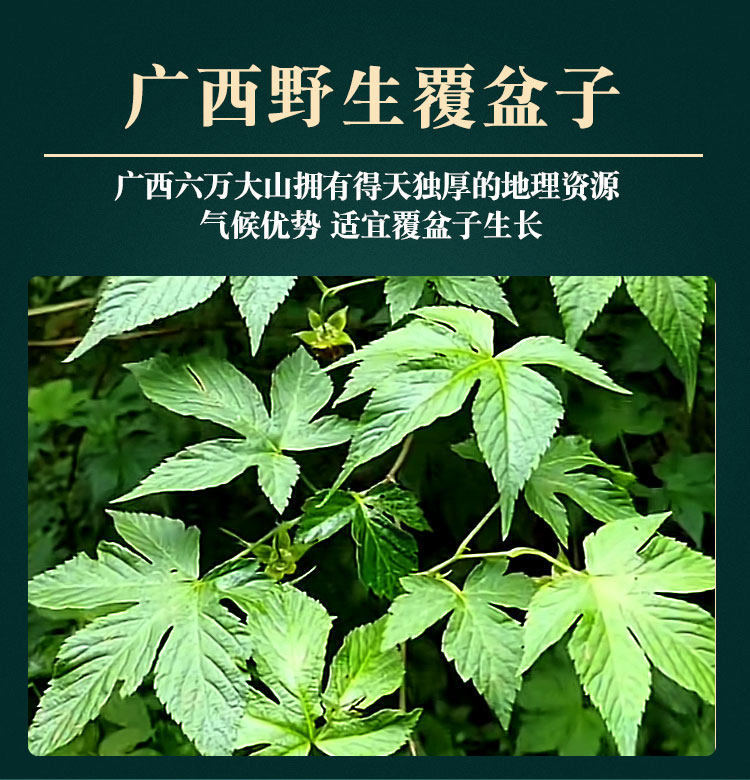 Fu Pen Zi Dried Raspberry Fruit 100g Wild Five-Lobe Rubus for Herbal Tea and Decoction key features