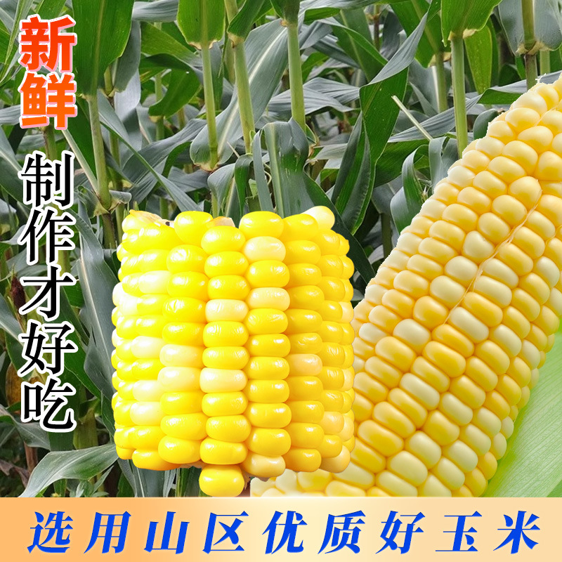 Dropshipping sweet corn segments vacuum packaged ready-to-eat fruit no-cook diet snack student meal replacement KF same style