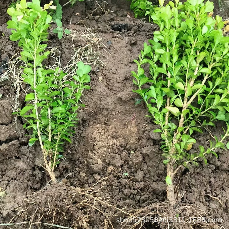 Маленькие листовые саженцы самшита, саженцы самшита с семенами дыни, саженцы крупнолистовой холли, саженцы для зеленения, дворовые живые изгороди, саженцы забора