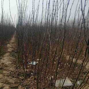 ���Ե���ʳ�üt������r���໨�� ���ػ��������l ��t�ۻ�������