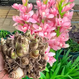 盆栽;花盆容器;盆景