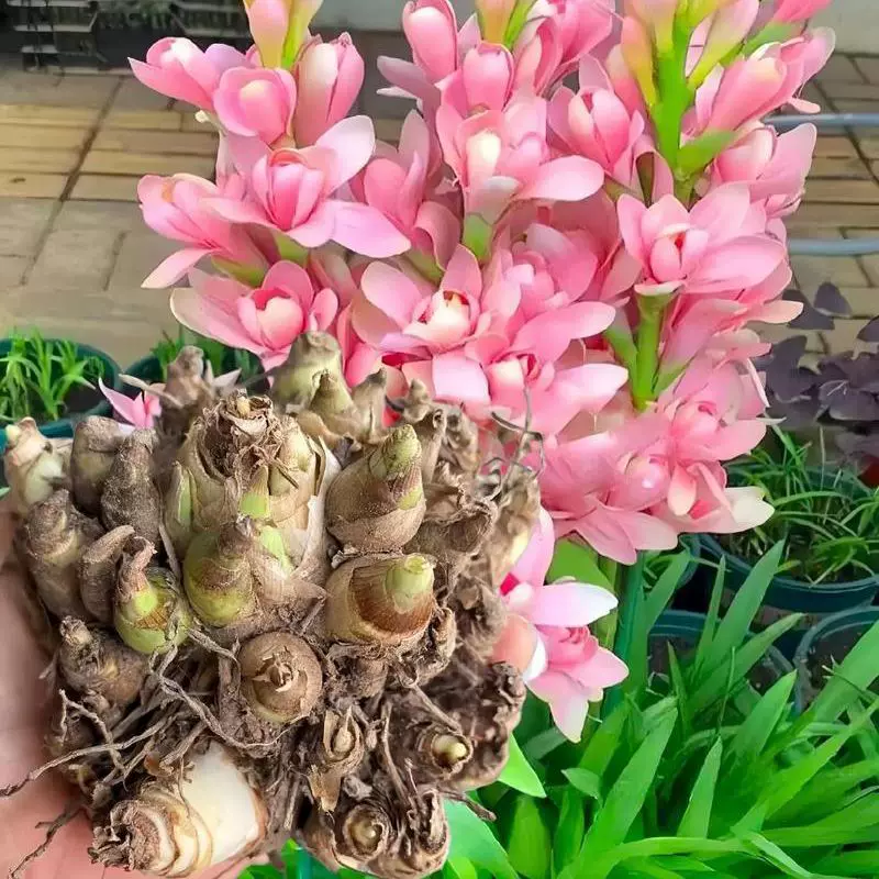 晚香玉种球重瓣纯白色多年生宿根庭院盆栽花卉多芽点易成活