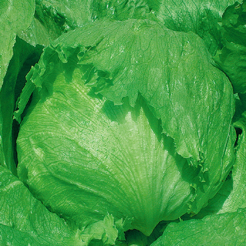 Siembra de lechuga de cuatro estaciones, semillas de lechuga de primavera y verano, semillas de lechuga de crema orgánica, semillas de lechuga de balcón