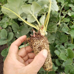 Strawberry Plug Seedlings with Matrix Transplanting, Base Red Strawberry Plug Seedlings, Zhangji Plug Seedlings, Strawberry Seedlings