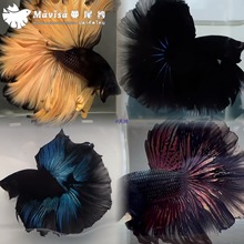 ��β�����~�^�p�~̩���Ꭷ���~�ͻ���B���wС���~�׵�ˮ������