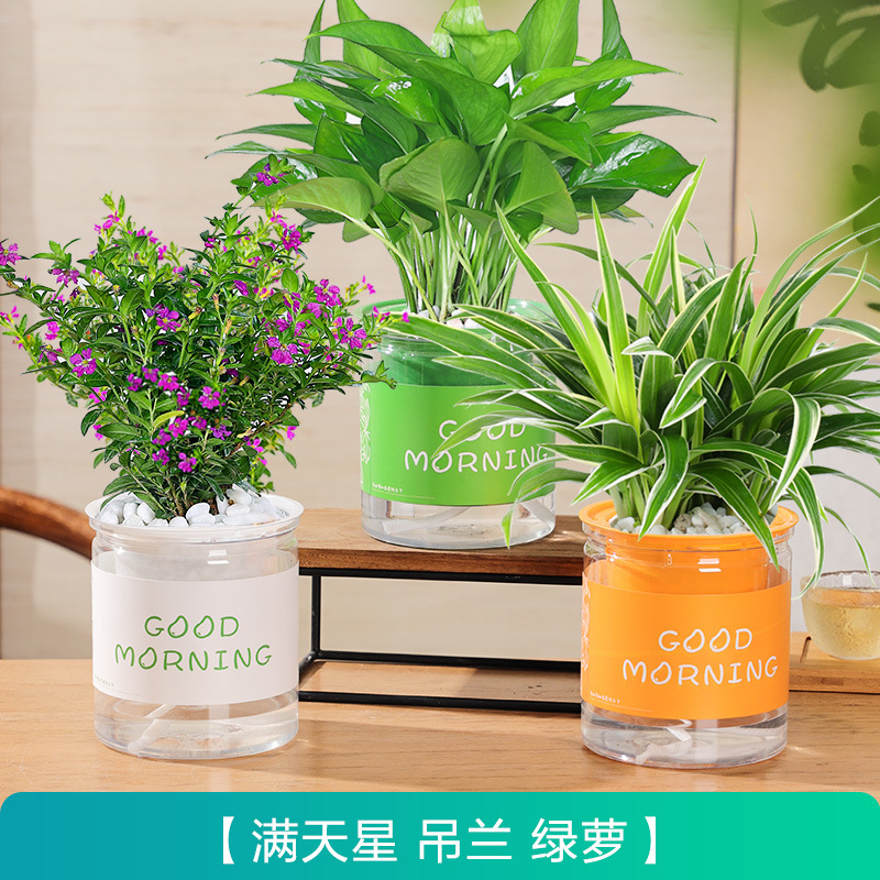 [뉴에어패키지] 안개꽃 + 포토스 + 엽록소