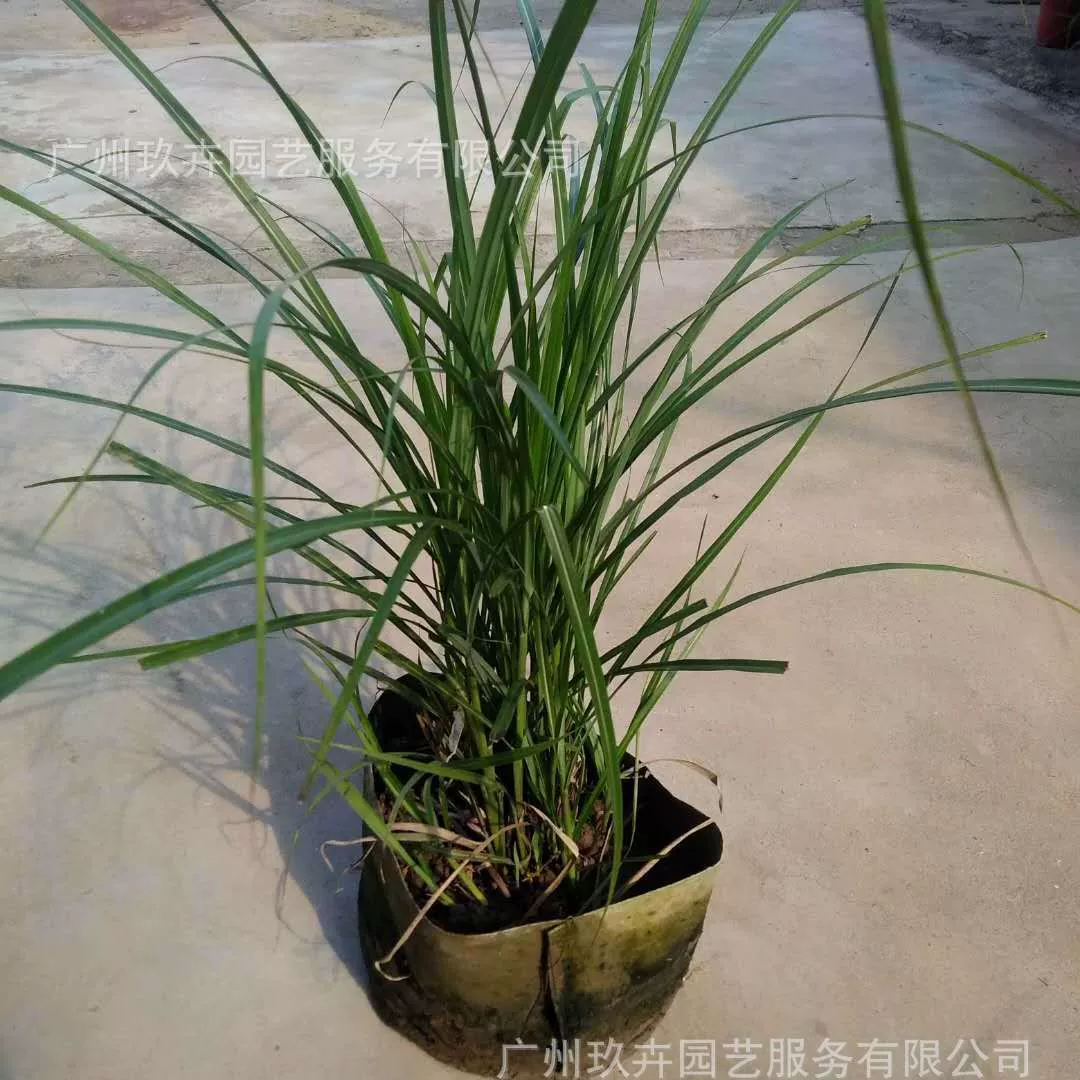 Высокое место AWM декоративная трава озеленение почвопокровные растения зеленые растения Открытый Парк двор Листья четыре сезона вечнозеленый пейзаж саженцы