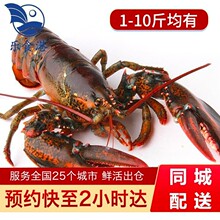 乐食港波士顿龙虾鲜活 波龙大龙虾海鲜水产加拿大进口 480-580g/2