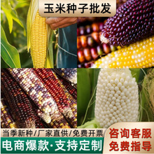 Ŵ׷N׺ϼtSɫĴָ׻ˮ׷NͷNѴȫ