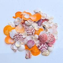 缤纷彩贝大贝壳海螺按斤卖 小贝壳手工diy儿童手绘摆台 鱼缸造景