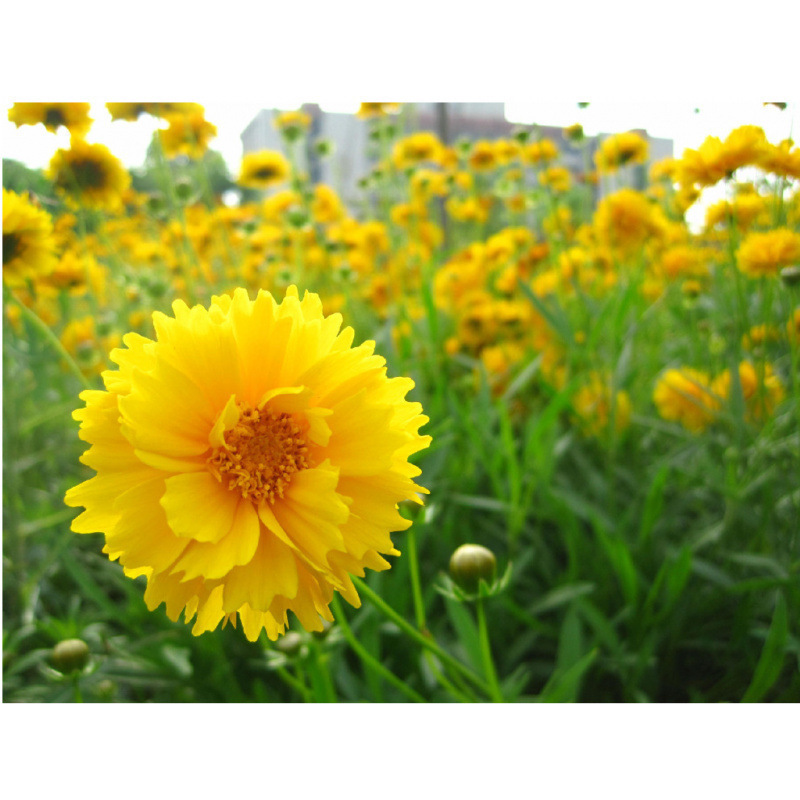 Semillas de flores, semillas de flores.