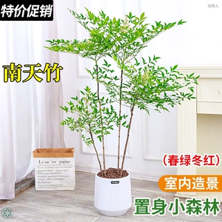 南天竹盆栽客厅水培植物真树室内好养水生高档进口鲜切枝水养绿植