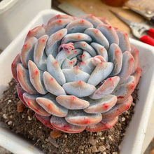 贵货星影石榴籽老桩星颖多肉盆栽懒人花卉室内新手好养阳台绿植