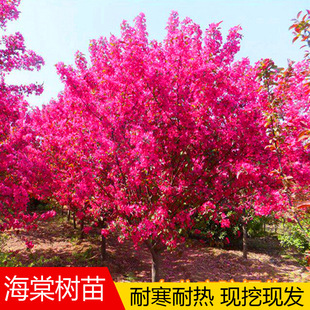 Begonia Saplings Courtyard Xifu North American Begonia Saplings Large Potted Ground Planting Four-Season Flower Plants North and South Planting