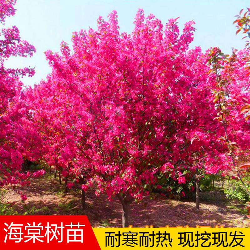 Бегония саженец двор североамериканский Бегония саженец большой горшок поле посадка четыре сезона цветы растение север и юг посадка