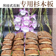 兰花种植板草本板杉树皮农用蛇木板附生洋兰板植料营养土大棚土壤