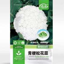 台湾青梗松花菜种子种籽花菜菜花春季秧苗孑秧菜种四季蔬菜苗籽种