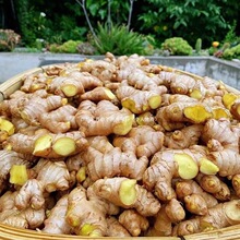 ���С�S�����r�����F�ڸ�ɽɳ���Ͻ������߲�