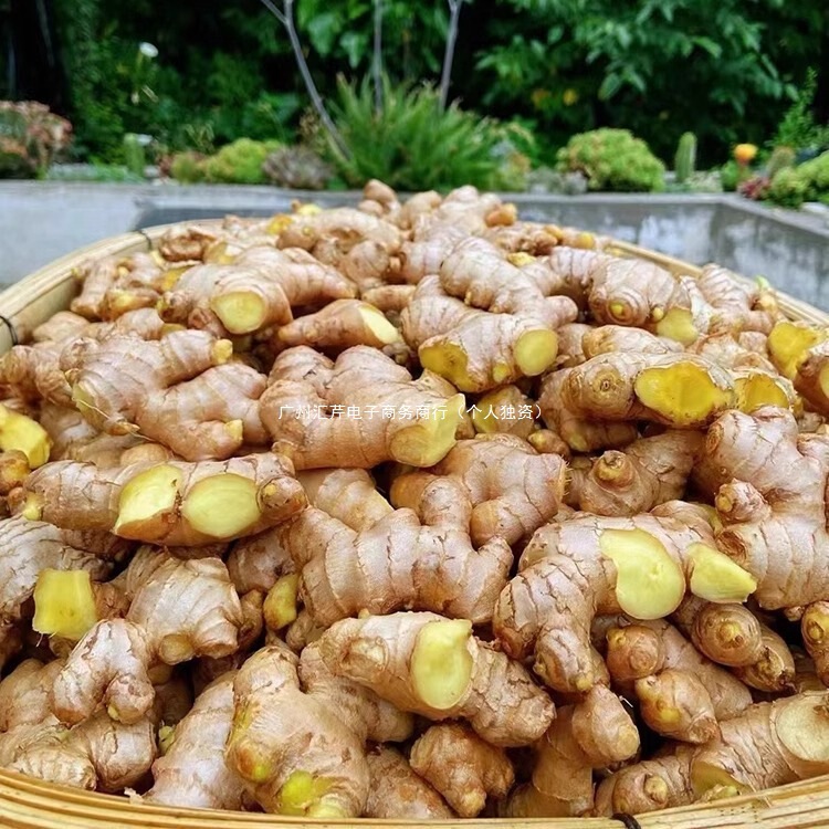 Yunnan Fresh Turmeric, Freshly Dug Alpine Sand Ginger, Old Ginger, Soil Ginger Vegetables