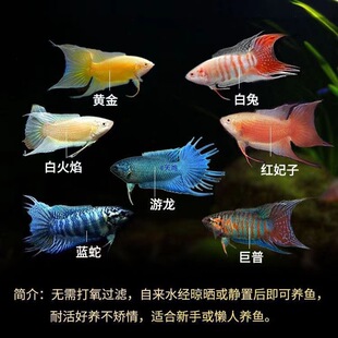 �Ї����~���A���~�������û��~������ɻ��Bɫ�^�p�~