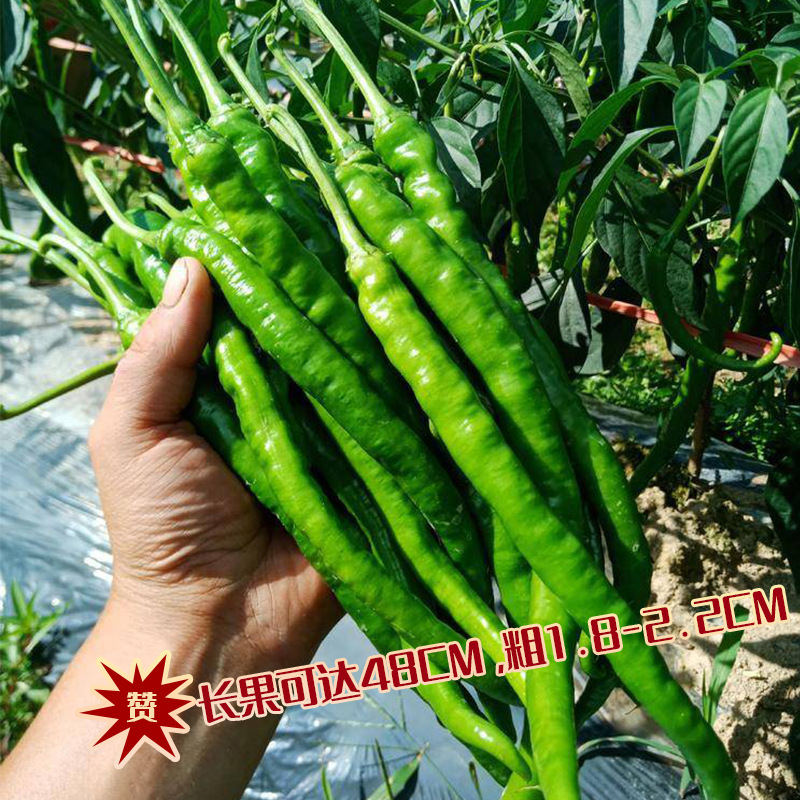 中研香辣线椒王辣椒种子 农田菜园种植产量高特长果线椒辣椒种籽